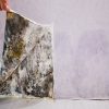 Mould Growth Speed: Insights on Water Damage Effects