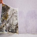 Mould Growth Speed: Insights on Water Damage Effects