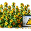 Herbal Interactions with Medications: A Guide for the UK