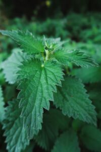 Stinging nettle for prostate health