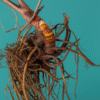 Supplements for Menopause: Natural Ways to Support Your Body