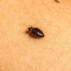 Bed Bug Infestations: How to Identify, Treat, and Prevent