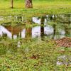 Stormwater Drain Solutions in Wollongong: Key Causes Explained