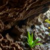 Belizean Caves: Discovering Biodiversity and Archaeological Secrets