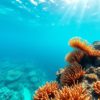 Snorkeling the Belize Barrier Reef: Top Locations and Marine Life