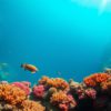Essential Diving and Snorkeling Guide to Great Blue Hole Belize