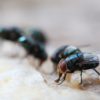 Maggot Extermination Strategies for Sydney Homes