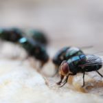 Maggot Extermination Strategies for Sydney Homes