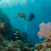 Belize Barrier Reef: Your 2025 Diving and Snorkeling Paradise