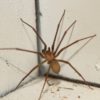 Spider Pest Control: Strategies for Effective Elimination