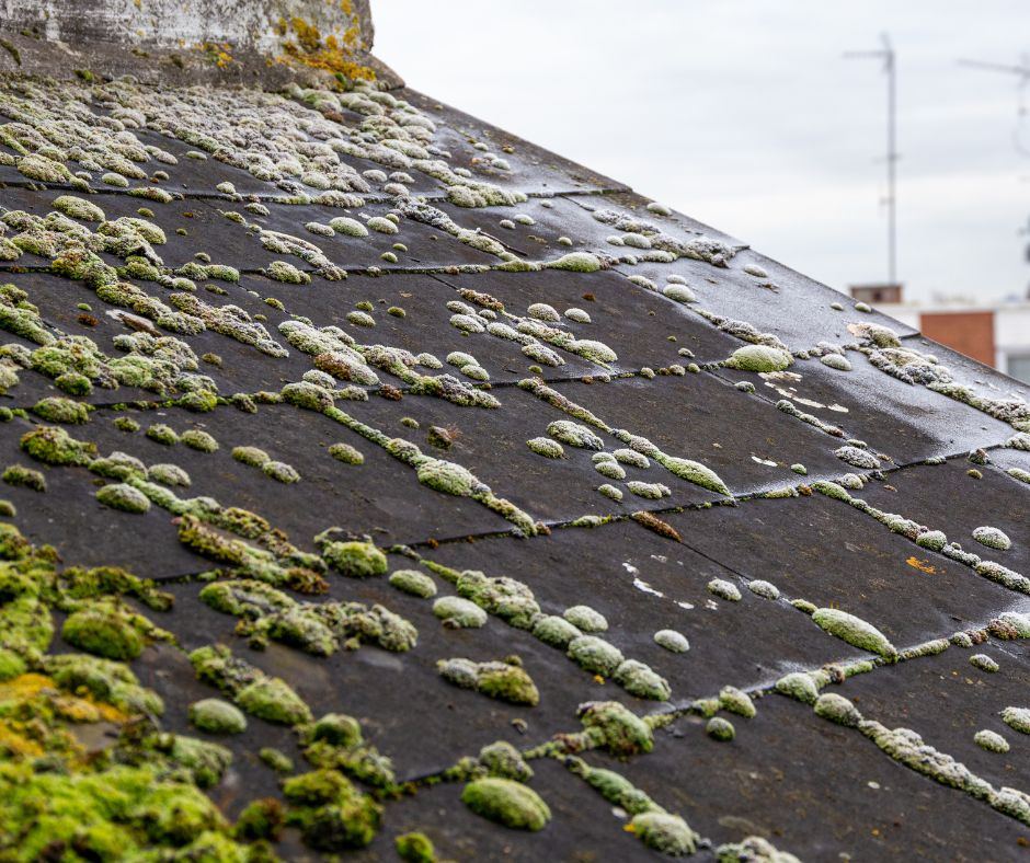 Slate Roof Cleaning Tips for Homeowners in Sydney